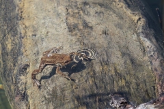 Erdkröte