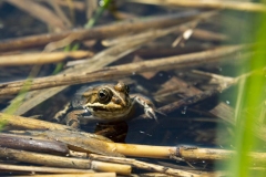 Wasserfrosch