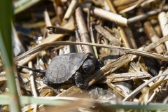 Junge Europäische Sumpfschildkröte