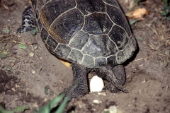 Eiablage der Europäische Sumpfschildkröte