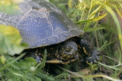 Europäische Sumpfschildkröte