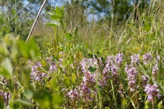 Feld-Thymian-Thymus-pulegioides