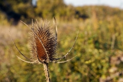 Fruchtstand-der-Wilden-Karde