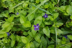 Großes-Immergrün-Vinca-major