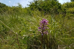 Helm-Knabenkraut-Orchis-militaris