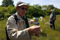 Prof-Adler-Grauscheiden-Federgras-Stipa-pennata