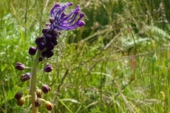 Schopf-Traubenhyazinthe-Muscari-comosum