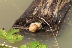 rettungsboot_1