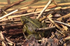 teichfrosch_1