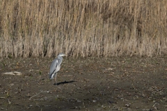 Graureiher (Ardea cinerea)