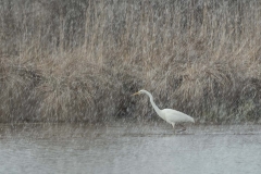 Silberreiher (Ardea alba) bei Schneefall