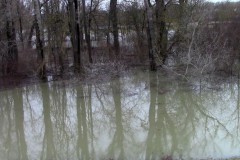 Auwald, donauseitig, Höhe Gänshaufentraverse