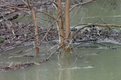 Auf der Donauseite des Schutzdamms steht alles tief unter Wasser (bei der Schönauer Traverse)