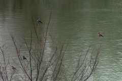 Gimpel bei der Gänshaufentraverse. Ich habe schon ewig keine mehr gesehen.