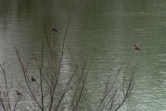 Gimpel bei der Gänshaufentraverse. Ich habe schon ewig keine mehr gesehen.