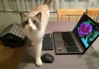 Christine Gerstenmayer: Computer, Katzen und Naturschutz