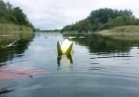 Die letzte Seerose des heurigen Jahres