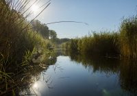 Die Lobau im Fokus des „World Wetlands Day“