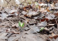 Der Frühling zeichnet sich ab