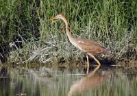 Bilanz BIRDLIFE Lobau Beobachtungen 2017