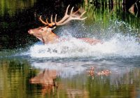 Fotoausstellung: „Von der Wasserwiese bis zur Lobau“