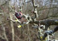 Lobauwanderung: Dialog mit der Natur