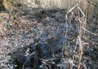 16. Februar: Zustand Mühlwasser Saltenstraße bis Napoleonstein