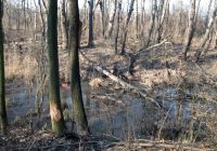 “Der Lobau beim Sterben zuschauen”