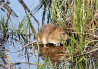 Die goldige Wanderratte der Naufahrt