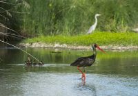 Was es kostet, die Lobau zu retten