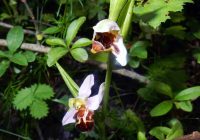 Obere Lobau: seltene Orchidee