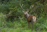 Der letzte Lobau-Hirsch