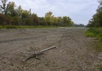 Lobau vertrocknet: Entscheidung verschoben auf irgendwann