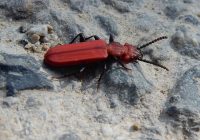 Einmal was anderes: der Scharlachrote Plattkäfer