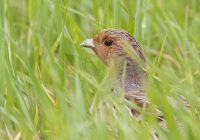 BirdLife: Lichtblick für die Vogelwelt