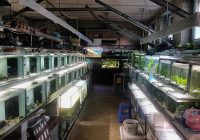 100 Jahre “Aquarium Heintz” – eine Wiener Legende