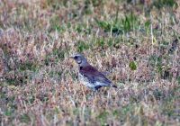 Wacholderdrosseln – letzte Boten des Winters