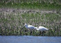 Sehr exquisit: Seidenreiher in Schönau