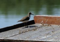 Seltener Gast am Kühwörtherwasser