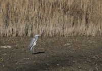 Austrockung der Unteren Lobau: Schwadorfer Rinne