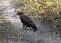 Obere Lobau: ein Schreiadler als Weggefährte