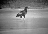 1975: die abenteuerliche Geschichte des ersten Seeadler-Fotos