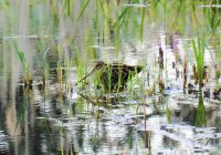 Seltener Gast in der Oberen Lobau