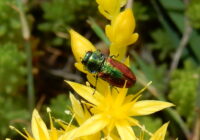 Insektenwunderwelt Lobau: Der nächste Frühling kommt bestimmt!