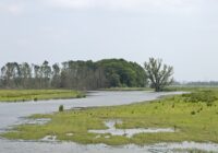 Trinkwasser aus dem Nationalpark: De Biesbosch, Niederlande