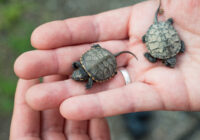 Schildkrötenbabys knapp den Radlern entkommen