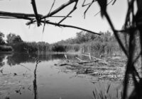 Norbert Sendor: Als ich vor 75 Jahren die Lobau entdeckte