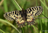 Fliegende Schönheiten im Nationalparkhaus