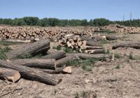 1970: Als der Lobau der Heilige Zorn zu Hilfe kam 1970: Als der Lobau der Heilige Zorn zu Hilfe kam