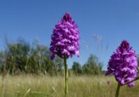 Orchideenschätze